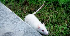 Rato branco de laboratório em meio à grama. 