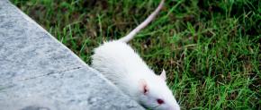 Rato branco de laboratório em meio à grama. 